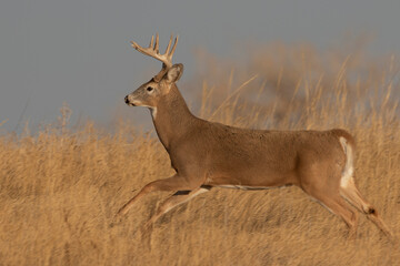 Whitetail Deer Buck in the Rut in Autumn in Colorado
