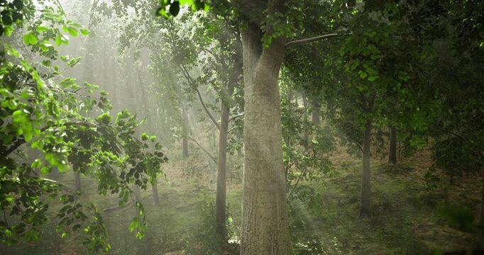 Dappled sunlight streams through dense leaves, casting ethereal rays in a tranquil forest. Vibrant greenery envelops the scene, creating a peaceful natural ambiance.