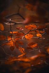 autumn leaves on branch