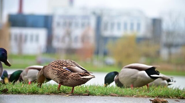 Group of ducks together in natural habitat