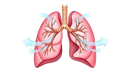 Human Lungs Diagram with Airflow Illustration