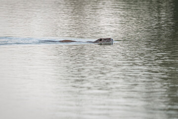 Coypu or Nutria (myocastor coypus)