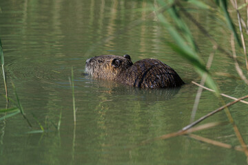 Coypu or Nutria (myocastor coypus)