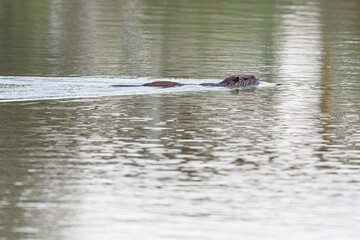 Coypu or Nutria (myocastor coypus)
