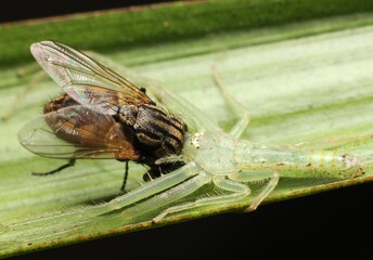 While spiders feast primarily on insects, some large spiders have been known to eat worms, snails, and even small vertebrates like frogs, lizards, birds, and bats.