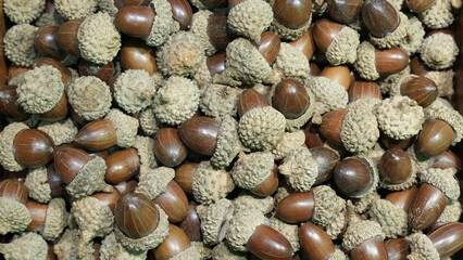 Autumn’s Treasure – A Forest of Acorns