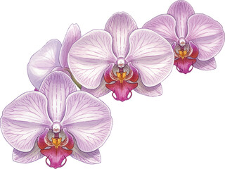 Naklejka premium Pink orchid isolated on white background with tropical flowers and green stem