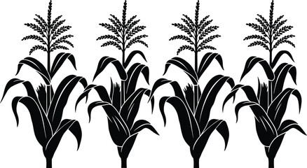 Corn plant silhouettes, maize stalks, agricultural crop illustration, farming vector, food production design, black silhouette, botanical drawing, harvest icon, agriculture graphic