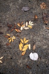 autumn leaves on the ground