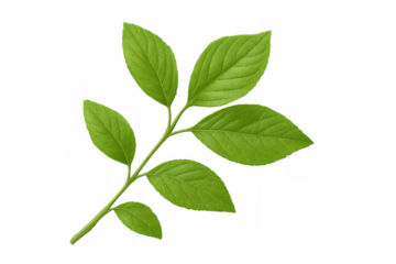 Green leaf with multiple leaves on stem, fresh plant sprig representing nature, ecology, environment on transparent background