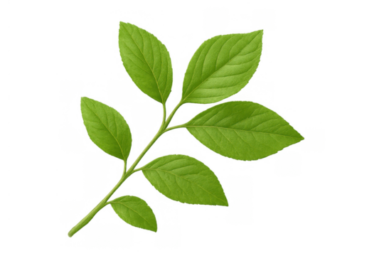 Green leaf with multiple leaves on stem, fresh plant sprig representing nature, ecology, environment on transparent background