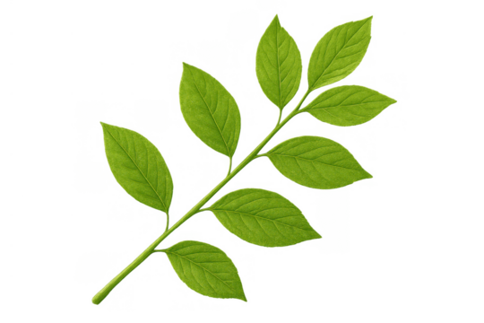 Fresh green leaves growing on a plant branch on transparent background for nature and growth concepts