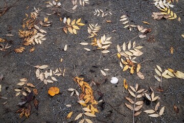 autumn leaves on the ground
