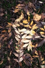 fallen autumn leaves