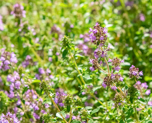 Common thyme (thymus vulgaris) or creeping thyme with blossom.