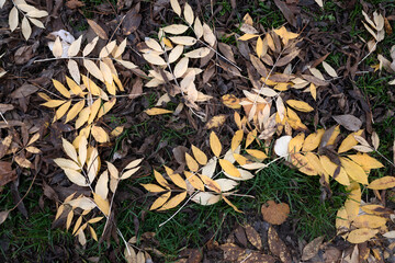 fallen autumn leaves