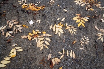 fallen autumn leaves
