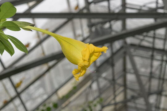 Solandra grandiflora in bloom at the conservatory