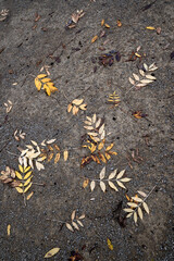 yellow leaves on asphalt