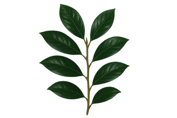 Obraz premium Green leaf branch isolated on transparent background, fresh botanical plant element for natural design or eco theme