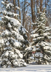 Snow-covered fir trees in the winter park