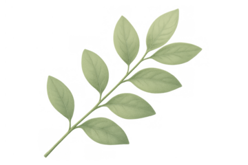 Green plant branch with fresh leaves, nature drawing, natural organic botanical design element on transparent background