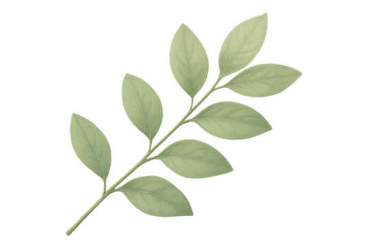 Green plant branch with fresh leaves, nature drawing, natural organic botanical design element on transparent background - Powered by Adobe