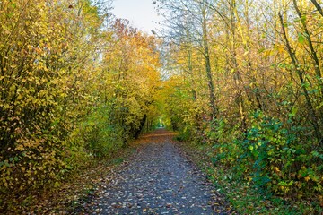 Walking path in recreation area Bentwoud, Netherlands in autumn