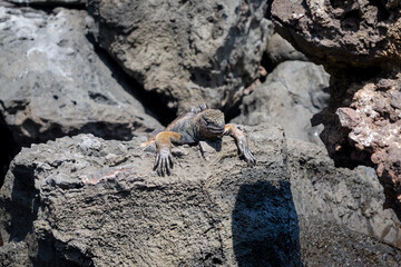 Marine iguana resting on rocks by the ocean, Galapagos