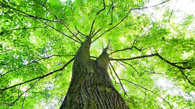 view into the green crown of a beech tree