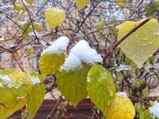 Green and yellow leaves with snow and ice in winter, nature, close-up, copy space