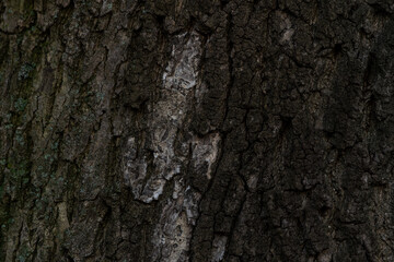 Ciemna, chropowata kora drzewa w cieniu