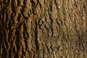 Zbliżenie na fakturę kory drzewa w ciepłym świetle słońca © Kacper