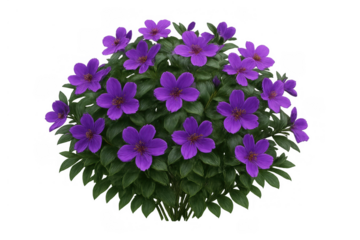 Purple flowering bush with vibrant violet petals and green leaves, growing as a standalone plant on a transparent background