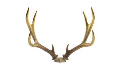 Isolated Deer Antlers on White Background