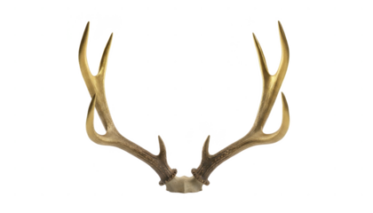 Isolated Deer Antlers on White Background