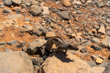 Atlantoxerus getulus on volcanic rock - Fuerteventura