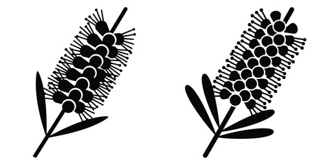 bottlebrush silhouette flowers isolated on transparent background