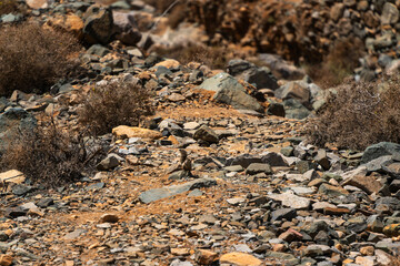 Atlantoxerus getulus on volcanic rock - Fuerteventura