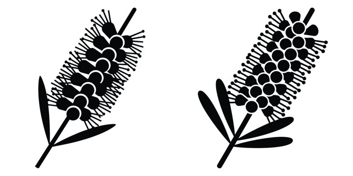 bottlebrush silhouette flowers isolated on transparent background