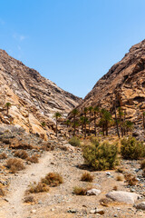 Desert landscape with palm trees on Fuerteventura