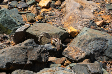Atlantoxerus getulus on volcanic rock - Fuerteventura