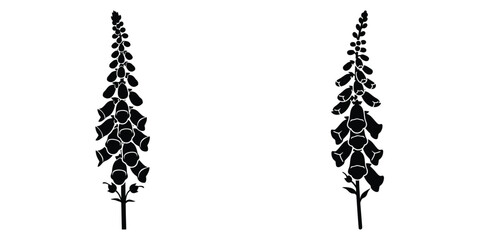 foxglove stem silhouette flowers isolated on transparent background © Bipul