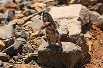 Atlantoxerus getulus on volcanic rock - Fuerteventura