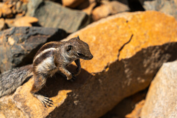 Atlantoxerus getulus on volcanic rock - Fuerteventura