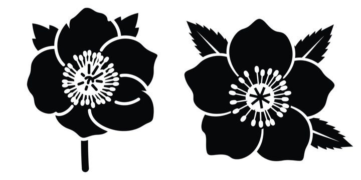 hellebore silhouette flowers isolated on transparent background