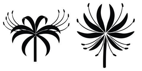 Obraz premium spider lily silhouette flowers isolated on transparent background