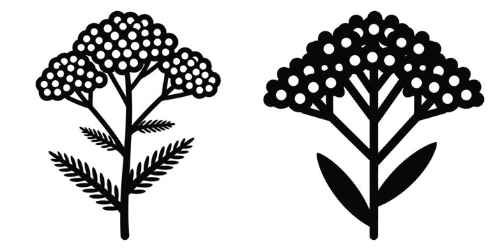 yarrow silhouette flowers isolated on transparent background