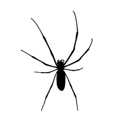 spider silhouette on a white background, highlighting its distinct shape and long legs. Perfect for educational materials, Halloween designs, logos, science projects, and nature-themed creative uses.