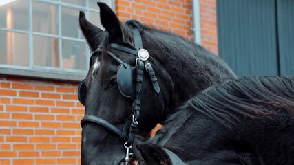 Two elegant black horses stand side by side, adorned with harnesses, in a brick courtyard. The warm glow of sunset enhances their striking features as they await the start of a carriage ride.